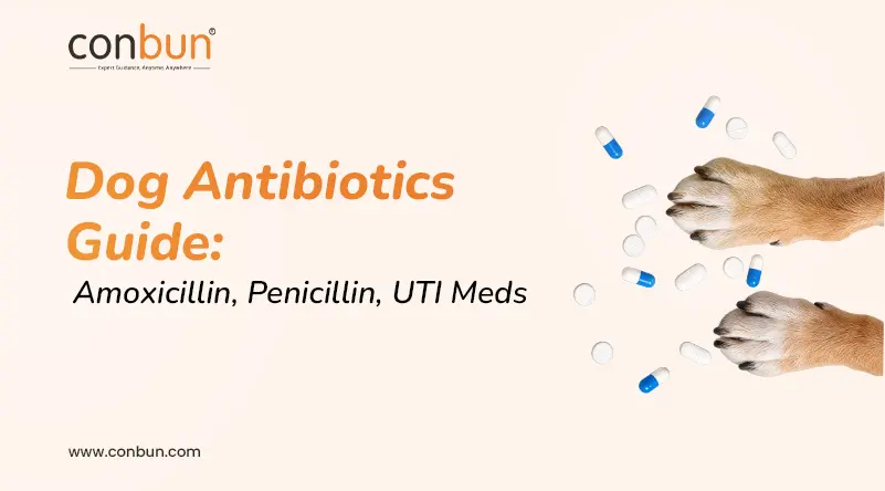 Dog Antibiotics Guide: Amoxicillin, Penicillin, UTI Meds